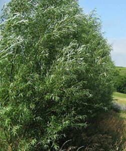 18 hybrid willow trees – privacy trees fast growing – great visual and sound barrier – growing tutorial video link