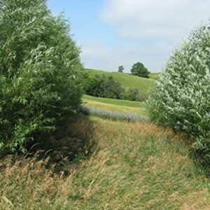 18 Hybrid Willow Trees - Privacy Trees Fast Growing - Great Visual and Sound Barrier - Growing Tutorial Video Link