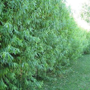 6 big aussie privacy hybrid willow trees – 2ft tall – very fast growing