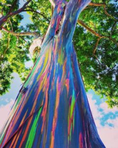 1-1000pcs rainbow eucalyptus tree seeds indonesian gum mindanao binacag sarassa 0128 (25+ seeds)