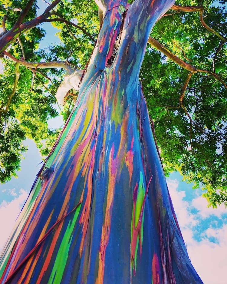 1-1000pcs Rainbow Eucalyptus Tree Seeds Indonesian Gum Mindanao Binacag Sarassa 0128 (25+ Seeds)