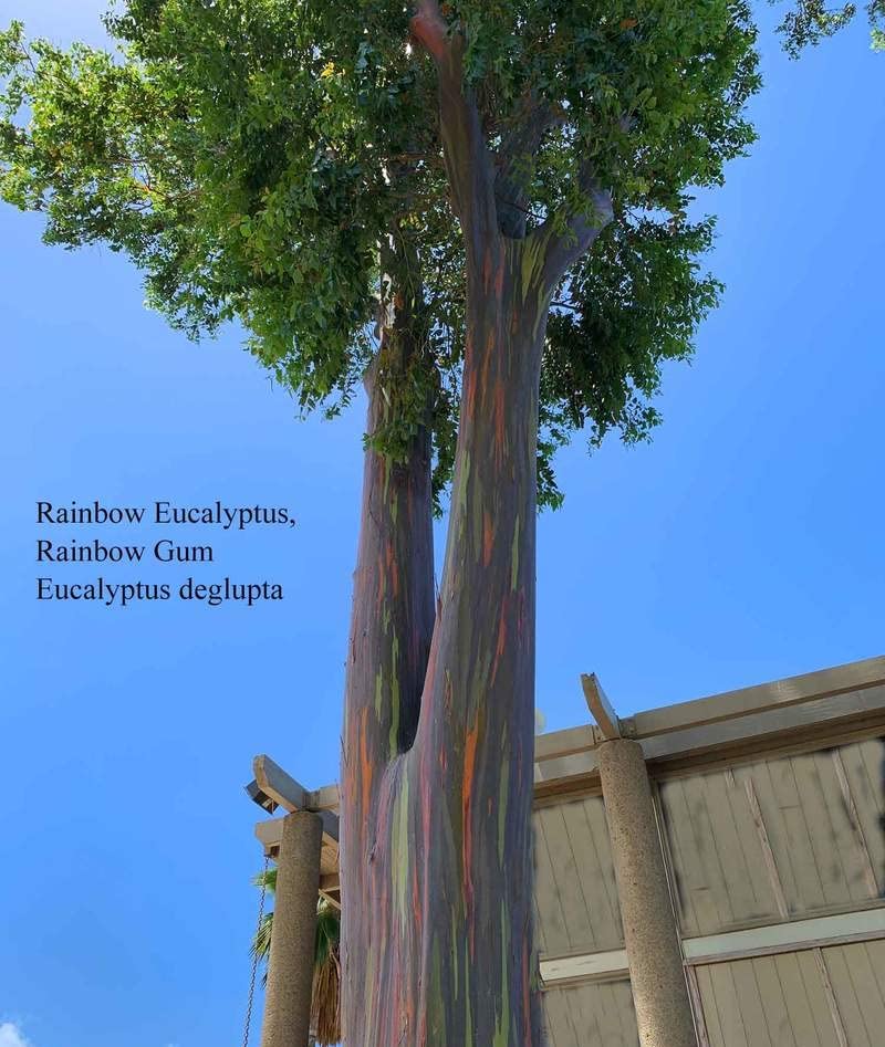 1-1000pcs Rainbow Eucalyptus Tree Seeds Indonesian Gum Mindanao Binacag Sarassa 0128 (25+ Seeds)