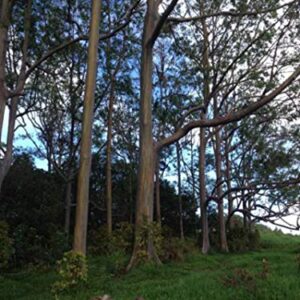 1-1000pcs Rainbow Eucalyptus Tree Seeds Indonesian Gum Mindanao Binacag Sarassa 0128 (25+ Seeds)