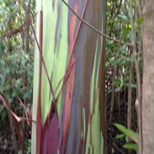 1-1000pcs Rainbow Eucalyptus Tree Seeds Indonesian Gum Mindanao Binacag Sarassa 0128 (25+ Seeds)