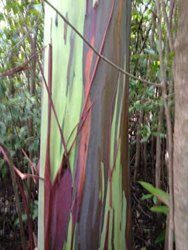 1-1000pcs Rainbow Eucalyptus Tree Seeds Indonesian Gum Mindanao Binacag Sarassa 0128 (25+ Seeds)