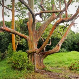 1-1000pcs Rainbow Eucalyptus Tree Seeds Indonesian Gum Mindanao Binacag Sarassa 0128 (25+ Seeds)