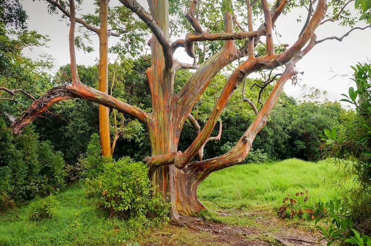 1-1000pcs Rainbow Eucalyptus Tree Seeds Indonesian Gum Mindanao Binacag Sarassa 0128 (25+ Seeds)