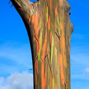 1-1000pcs Rainbow Eucalyptus Tree Seeds Indonesian Gum Mindanao Binacag Sarassa 0128 (25+ Seeds)