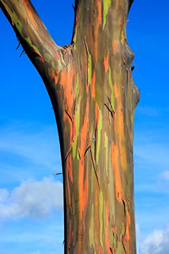 1-1000pcs Rainbow Eucalyptus Tree Seeds Indonesian Gum Mindanao Binacag Sarassa 0128 (25+ Seeds)