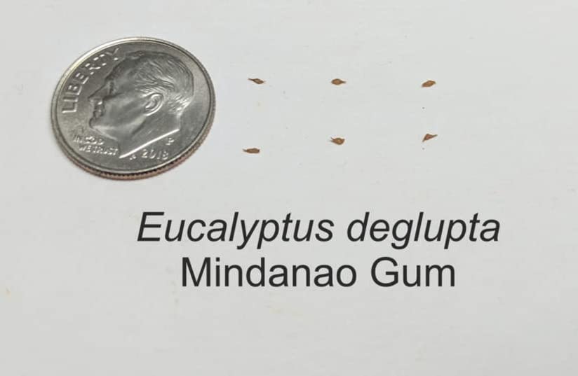 1-1000pcs Rainbow Eucalyptus Tree Seeds Indonesian Gum Mindanao Binacag Sarassa 0128 (25+ Seeds)