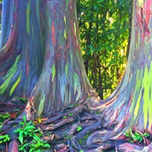 1-1000pcs Rainbow Eucalyptus Tree Seeds Indonesian Gum Mindanao Binacag Sarassa 0128 (25+ Seeds)