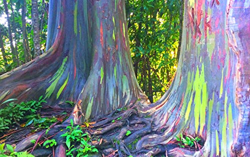 1-1000pcs Rainbow Eucalyptus Tree Seeds Indonesian Gum Mindanao Binacag Sarassa 0128 (25+ Seeds)