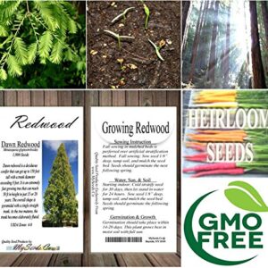 Big Pack - (1,000) Dawn Redwood Tree Seeds - Metasequoia glyptostroboides - by MySeeds.Co (Big Pack - Dawn Redwood)