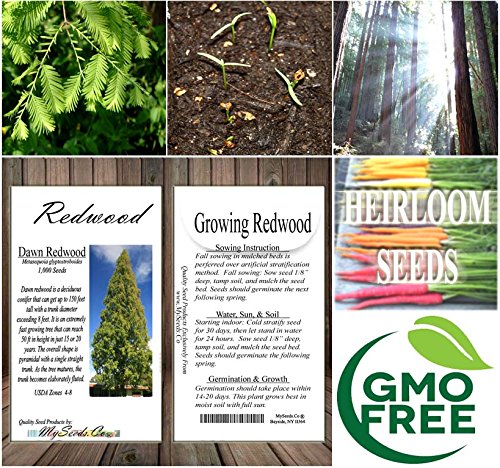 Big Pack - (1,000) Dawn Redwood Tree Seeds - Metasequoia glyptostroboides - by MySeeds.Co (Big Pack - Dawn Redwood)