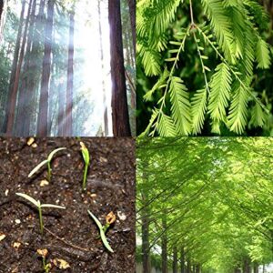 Big Pack - (1,000) Dawn Redwood Tree Seeds - Metasequoia glyptostroboides - by MySeeds.Co (Big Pack - Dawn Redwood)