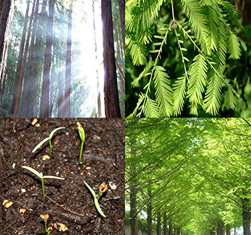 Big Pack - (1,000) Dawn Redwood Tree Seeds - Metasequoia glyptostroboides - by MySeeds.Co (Big Pack - Dawn Redwood)