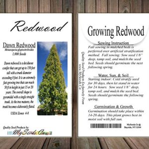 Big Pack - (1,000) Dawn Redwood Tree Seeds - Metasequoia glyptostroboides - by MySeeds.Co (Big Pack - Dawn Redwood)