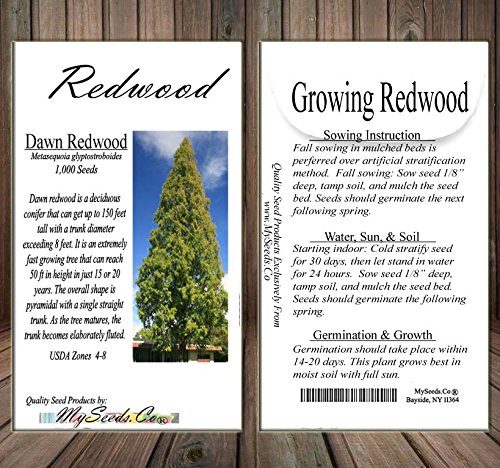 Big Pack - (1,000) Dawn Redwood Tree Seeds - Metasequoia glyptostroboides - by MySeeds.Co (Big Pack - Dawn Redwood)