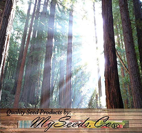 Big Pack - (1,000) Dawn Redwood Tree Seeds - Metasequoia glyptostroboides - by MySeeds.Co (Big Pack - Dawn Redwood)