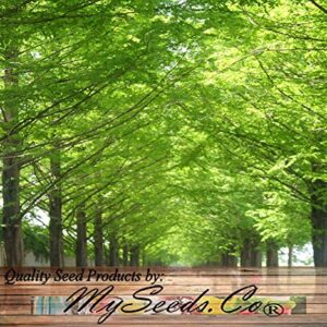 Big Pack - (1,000) Dawn Redwood Tree Seeds - Metasequoia glyptostroboides - by MySeeds.Co (Big Pack - Dawn Redwood)