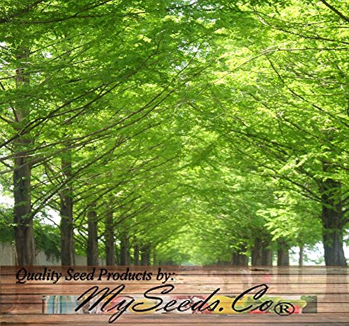 Big Pack - (1,000) Dawn Redwood Tree Seeds - Metasequoia glyptostroboides - by MySeeds.Co (Big Pack - Dawn Redwood)