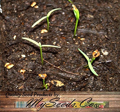 Big Pack - (1,000) Dawn Redwood Tree Seeds - Metasequoia glyptostroboides - by MySeeds.Co (Big Pack - Dawn Redwood)