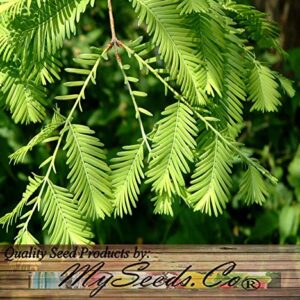 Big Pack - (1,000) Dawn Redwood Tree Seeds - Metasequoia glyptostroboides - by MySeeds.Co (Big Pack - Dawn Redwood)