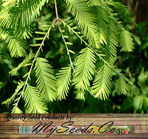 Big Pack - (1,000) Dawn Redwood Tree Seeds - Metasequoia glyptostroboides - by MySeeds.Co (Big Pack - Dawn Redwood)