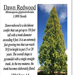 Big Pack - (1,000) Dawn Redwood Tree Seeds - Metasequoia glyptostroboides - by MySeeds.Co (Big Pack - Dawn Redwood)