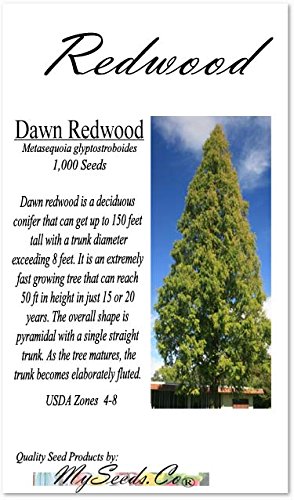 Big Pack - (1,000) Dawn Redwood Tree Seeds - Metasequoia glyptostroboides - by MySeeds.Co (Big Pack - Dawn Redwood)