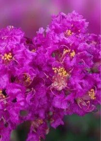 Large Twilight Crape Myrtle, 2-4ft Tall When Shipped, Matures 22ft Tall, 1 Tree, Rich Sunset Purple/Pink (Shipped Well Rooted in Pots with Soil)