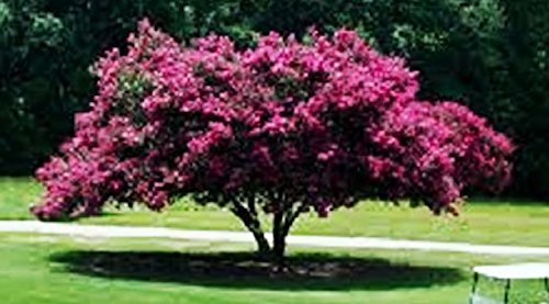 Large Twilight Crape Myrtle, 2-4ft Tall When Shipped, Matures 22ft Tall, 1 Tree, Rich Sunset Purple/Pink (Shipped Well Rooted in Pots with Soil)