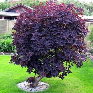 royal purple smoke tree – 1 gallon, 3′-4’ft tall – established potted plant – continus coggygria – fast growing tree, fall color, spring blooms