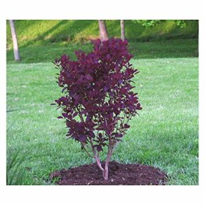 Royal Purple Smoke Tree - 1 Gallon, 3'-4'ft Tall - Established Potted Plant - Continus Coggygria - Fast Growing Tree, Fall Color, Spring Blooms