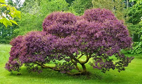 Royal Purple Smoke Tree - 1 Gallon, 3'-4'ft Tall - Established Potted Plant - Continus Coggygria - Fast Growing Tree, Fall Color, Spring Blooms
