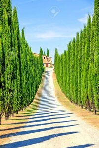 italian cypress seeds for planting | 50 seeds | exotic evergreen tree seeds to grow, great for landscaping and hedge rows