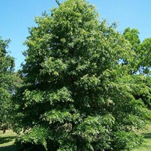 Pin Oak Tree - Fast Growing Hardwood - Live Plant Shipped 2 Feet Tall by DAS Farms (No California)