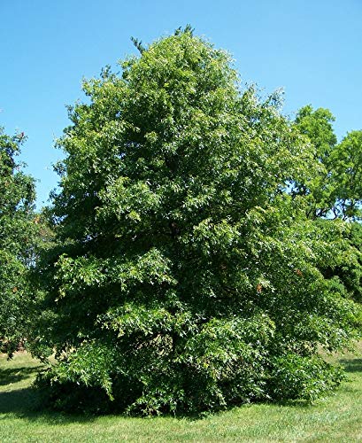 Pin Oak Tree - Fast Growing Hardwood - Live Plant Shipped 2 Feet Tall by DAS Farms (No California)