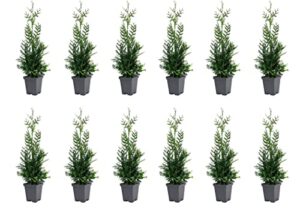 thuja plicata ‘green giant’ arborvitae – 12 live quart size plants – live evergreen privacy tree
