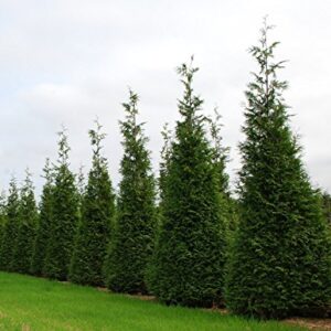 Thuja Plicata 'Green Giant' Arborvitae - 12 Live Quart Size Plants - Live Evergreen Privacy Tree