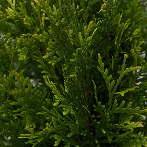 Thuja Plicata 'Green Giant' Arborvitae - 12 Live Quart Size Plants - Live Evergreen Privacy Tree