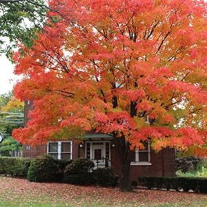 QAUZUY GARDEN- 20 Sugar Maple Seeds, Acer Saccharum Tree Seeds, Colorful and Striking Landscaping Plant for Garden and Outdoor Easy to Grow Fast-Growing