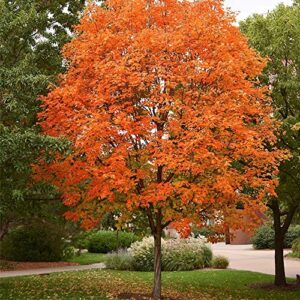 QAUZUY GARDEN- 20 Sugar Maple Seeds, Acer Saccharum Tree Seeds, Colorful and Striking Landscaping Plant for Garden and Outdoor Easy to Grow Fast-Growing