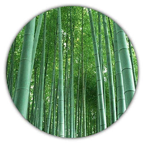 MOCCUROD 50pcs Giant Bamboo Seeds Garden Plant Quick Growth and Winter Hardy