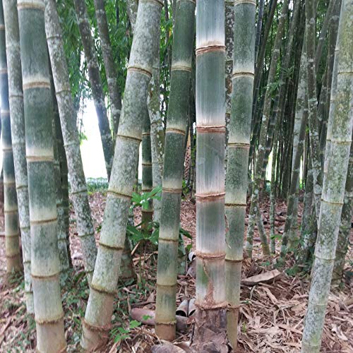 MOCCUROD 50pcs Giant Bamboo Seeds Garden Plant Quick Growth and Winter Hardy