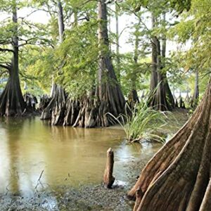 Bald Cypress | 10 Live Trees | Taxodium Distichum | Fast Growing Shade Tree Wet Tolerant