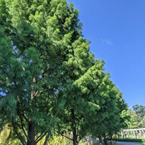 Bald Cypress | 10 Live Trees | Taxodium Distichum | Fast Growing Shade Tree Wet Tolerant