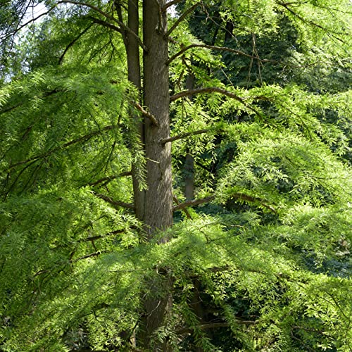 Bald Cypress | 10 Live Trees | Taxodium Distichum | Fast Growing Shade Tree Wet Tolerant