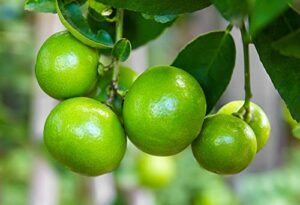 lia’s lime tree seeds – fast growing key lime tree seeds – 20+ fresh seeds – ships from iowa, usa