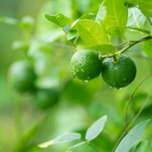Lia's Lime Tree Seeds - Fast Growing Key Lime Tree Seeds - 20+ Fresh Seeds - Ships from Iowa, USA